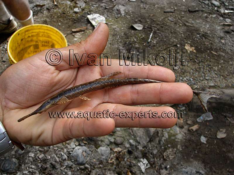 rare catfish